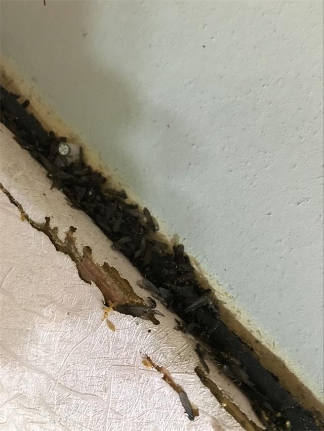 白蚁防治展示