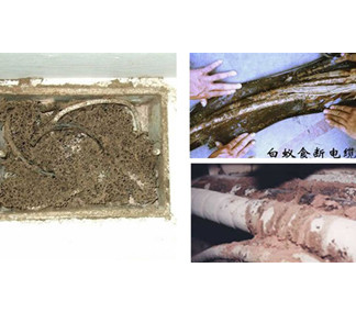 电线电缆白蚁防治